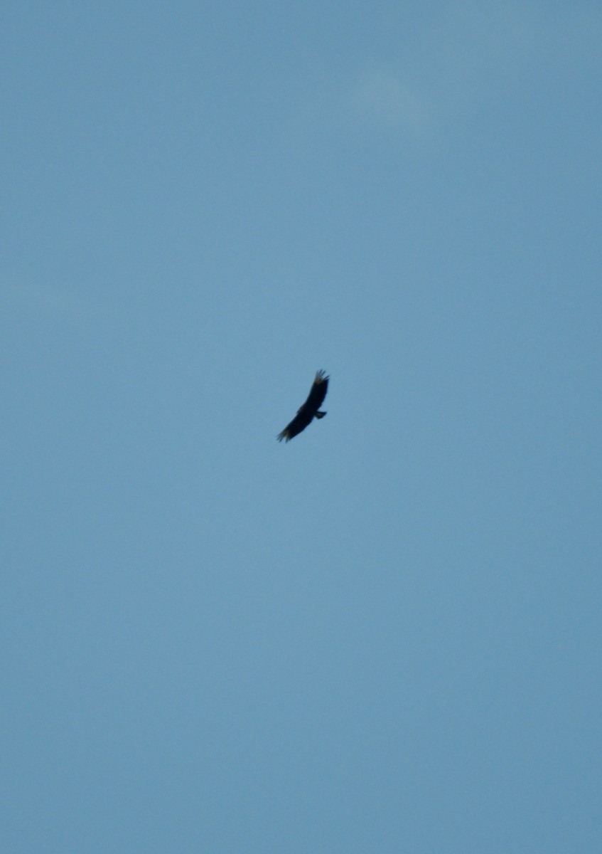 Black Vulture - ML275216701