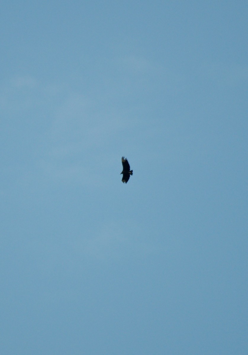 Black Vulture - ML275216711