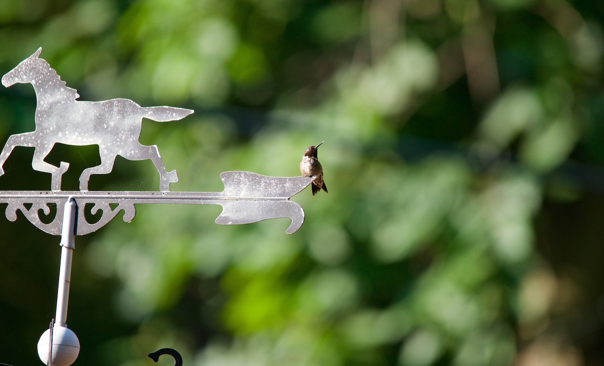 Ruby-throated Hummingbird - ML275217671