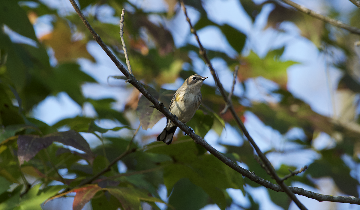 Yellow-rumped Warbler - Rickey Shive