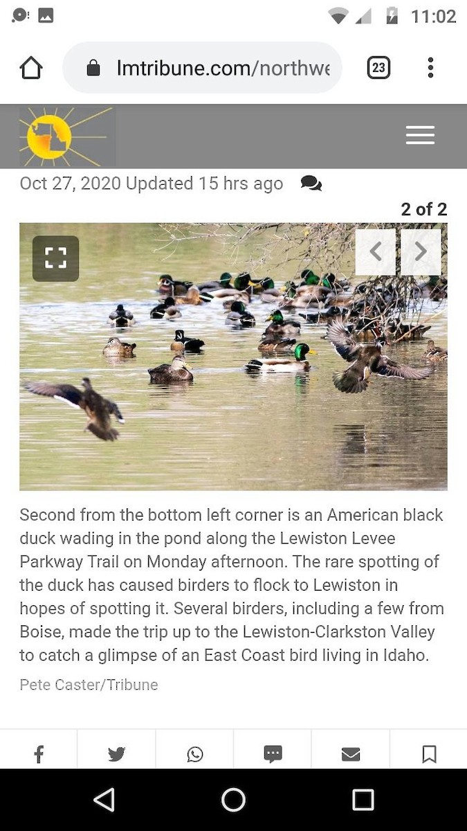 American Black Duck - ML275219351