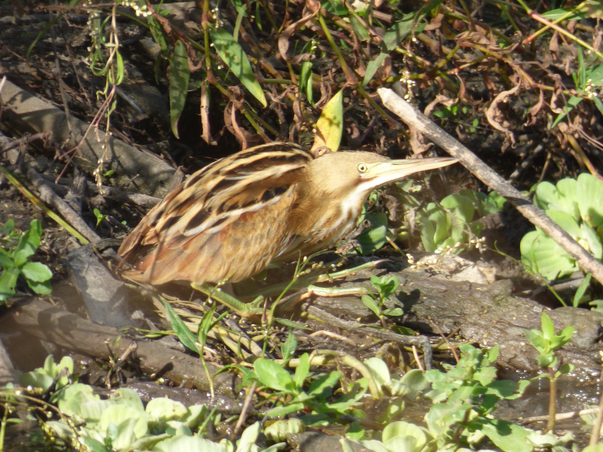 Stripe-backed Bittern - ML275219971