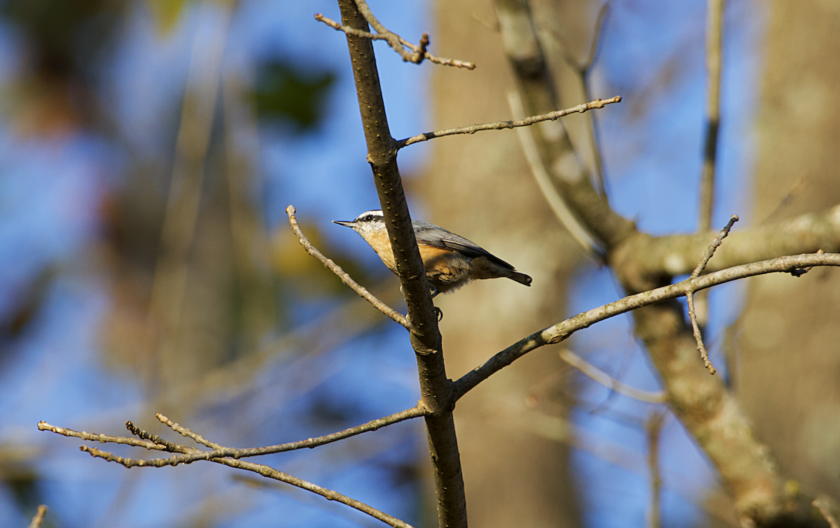 Red-breasted Nuthatch - Rickey Shive
