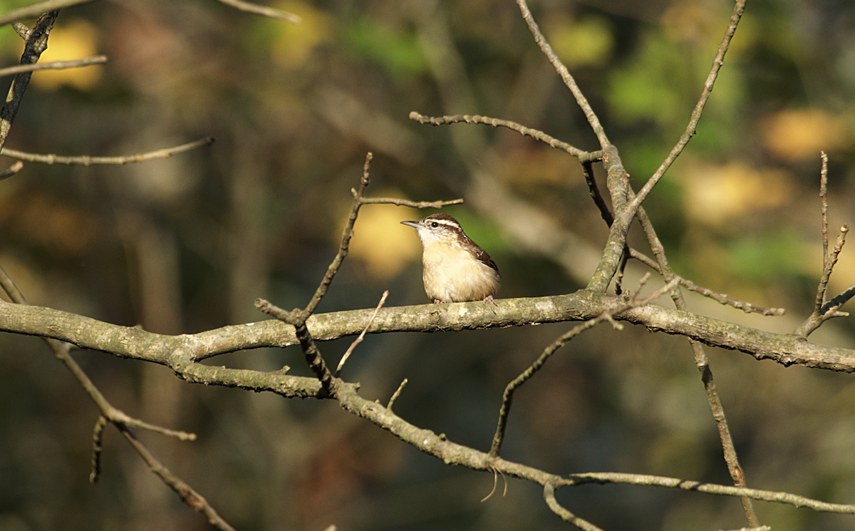 Carolina Wren - Rickey Shive