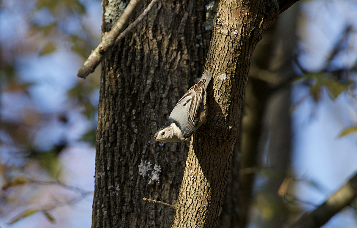 White-breasted Nuthatch - Rickey Shive