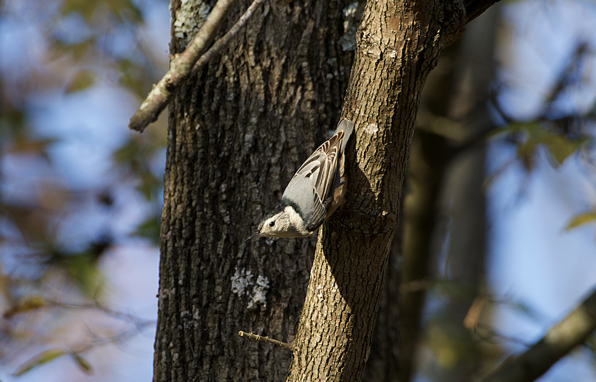 White-breasted Nuthatch - ML275220111