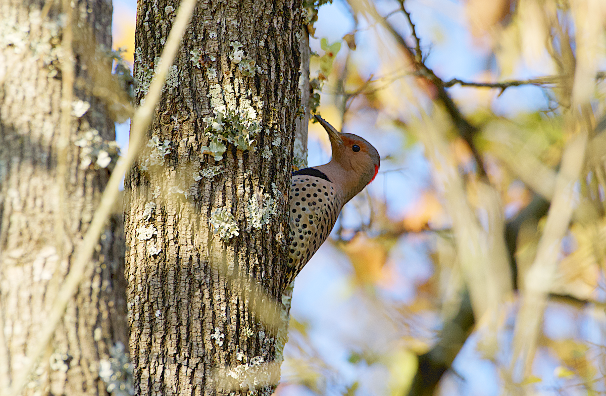 Northern Flicker - Rickey Shive