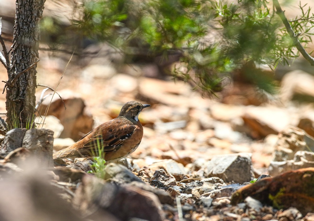 Chestnut-breasted Quail-thrush - ML275220191