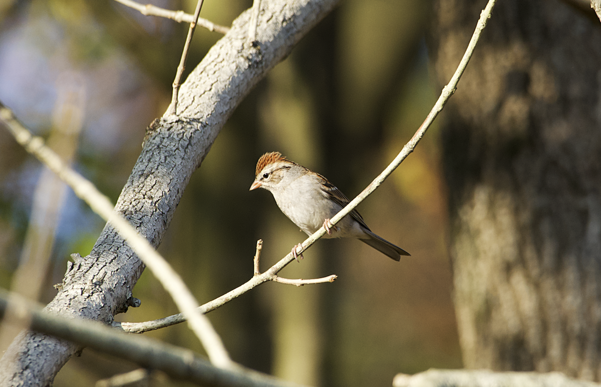 Chipping Sparrow - Rickey Shive