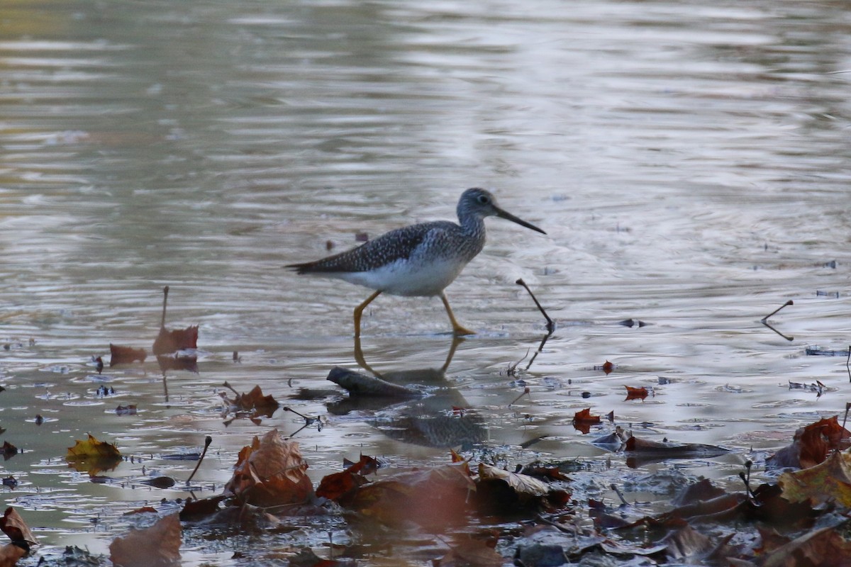 Greater Yellowlegs - ML275223711