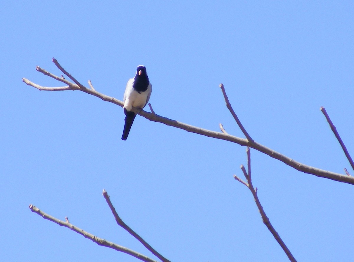 Namaqua Dove - ML27522471