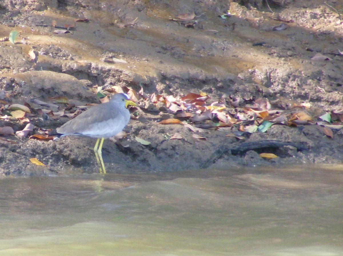 Wattled Lapwing - ML27522571