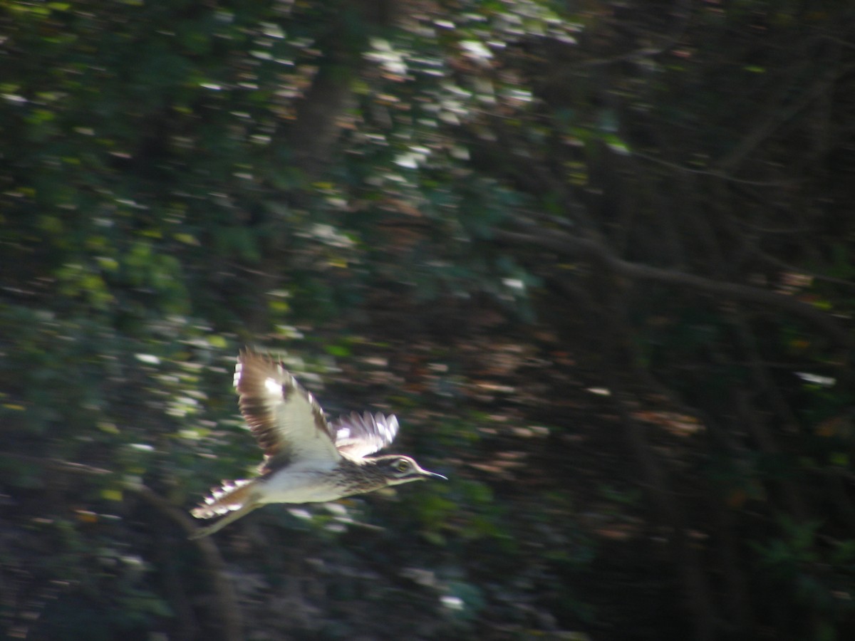 Senegal Thick-knee - David Bree