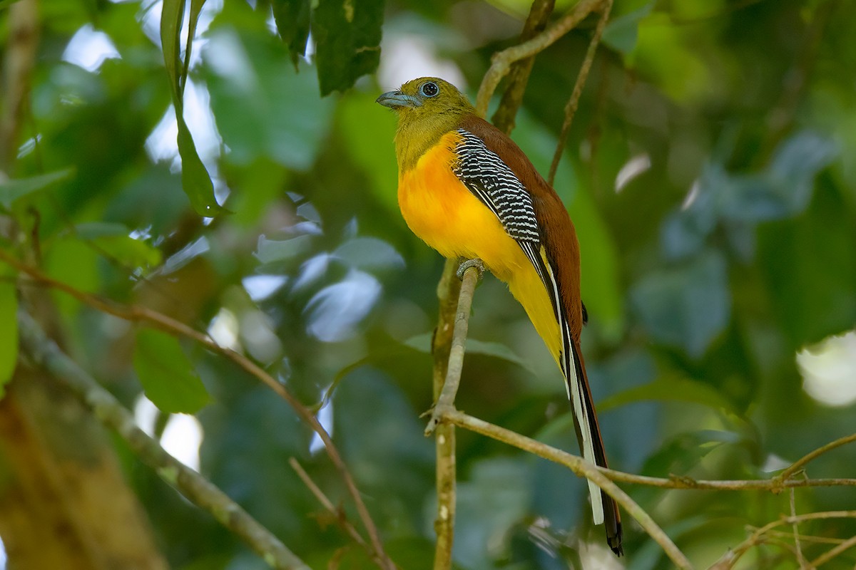 Orange-breasted Trogon - Ayuwat Jearwattanakanok