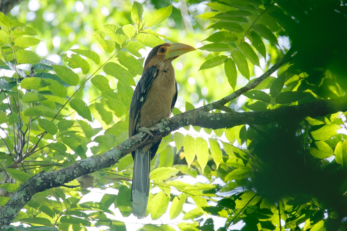 Rusty-cheeked Hornbill - ML275227121