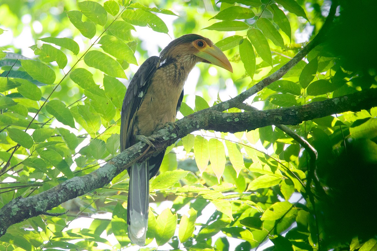 Rusty-cheeked Hornbill - ML275227131