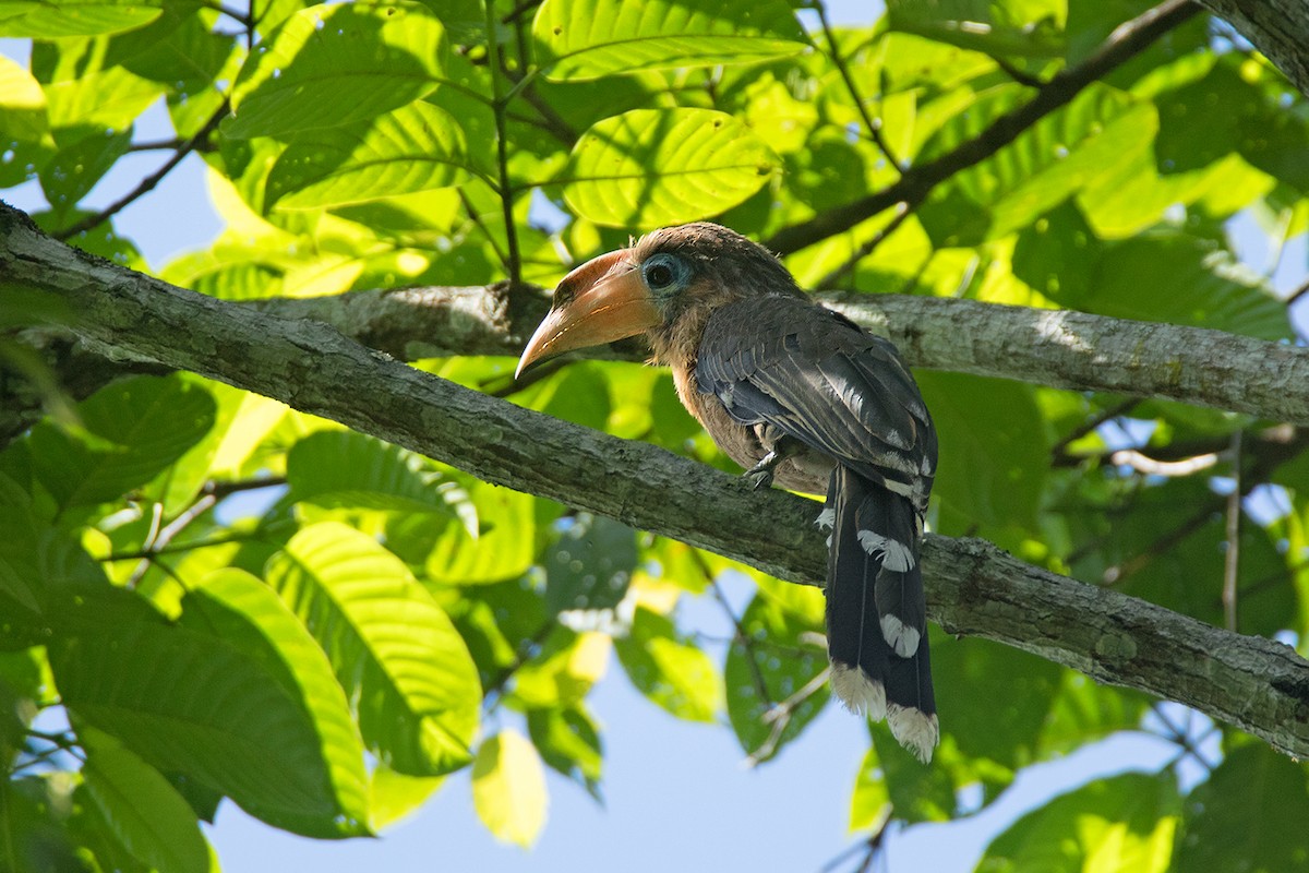 Rusty-cheeked Hornbill - ML275227141