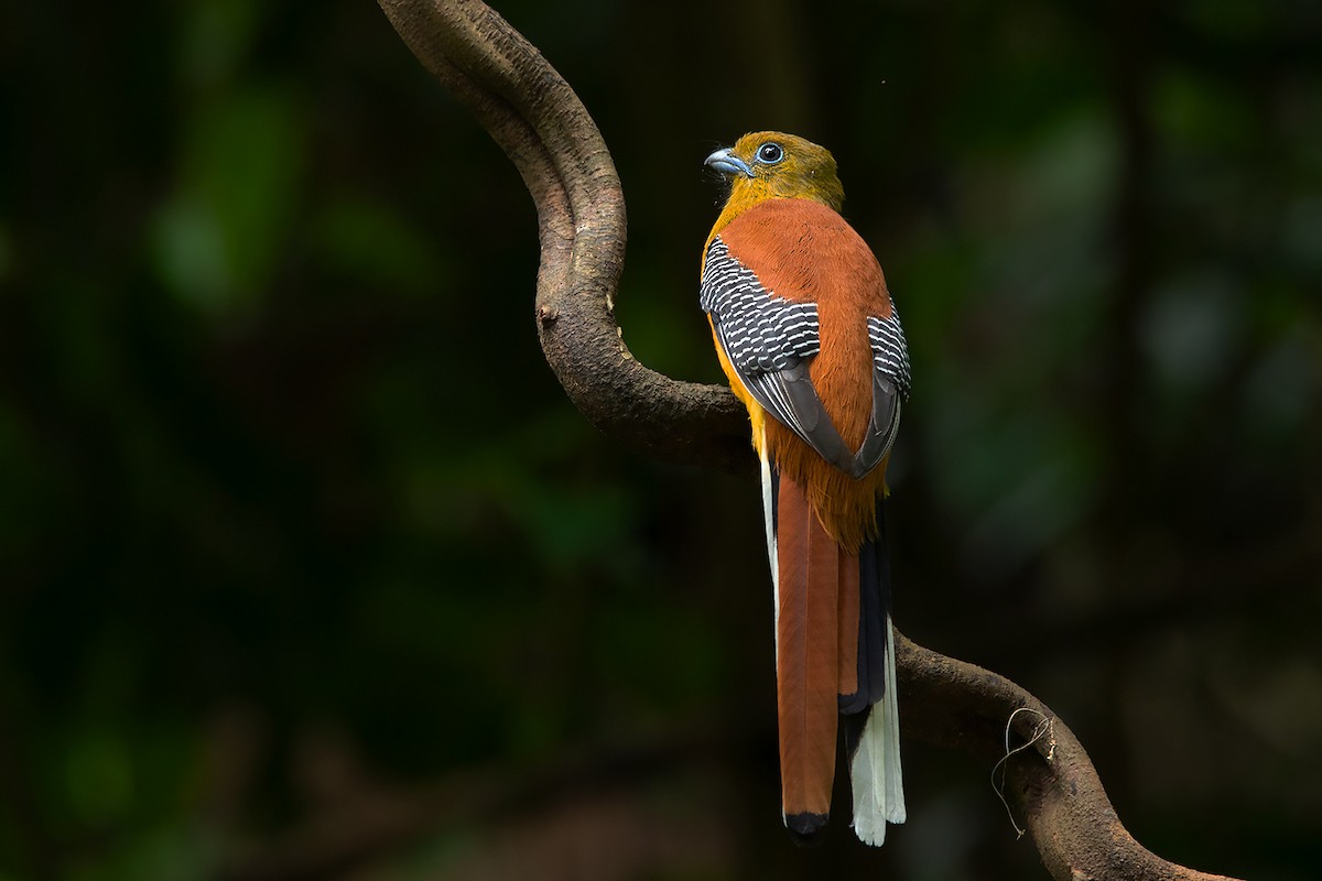 Orange-breasted Trogon (Spice) - Ayuwat Jearwattanakanok