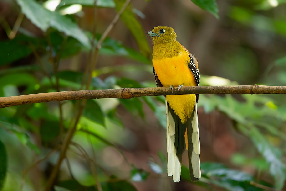 Trogon à poitrine jaune (groupe dulitensis) - ML275227701