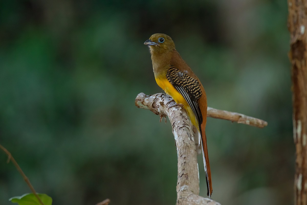 Orange-breasted Trogon - ML275228171