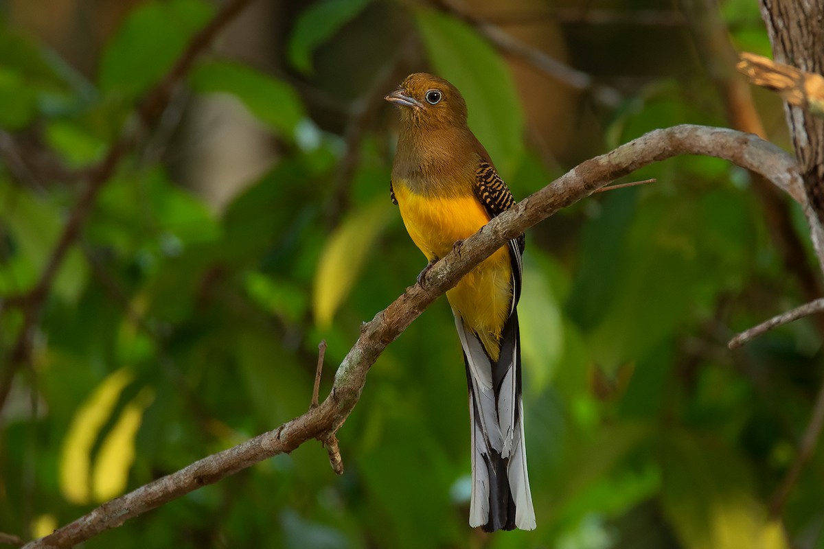 Orange-breasted Trogon - ML275228181