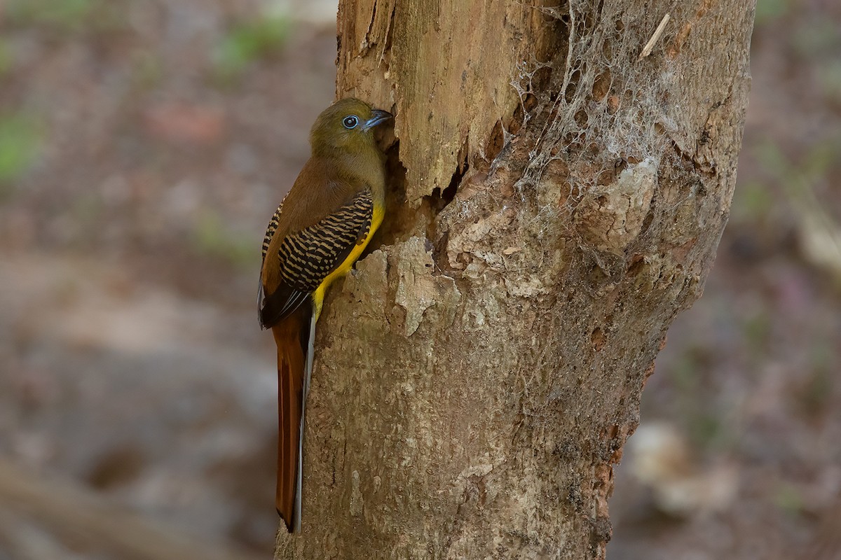 Orange-breasted Trogon - Ayuwat Jearwattanakanok