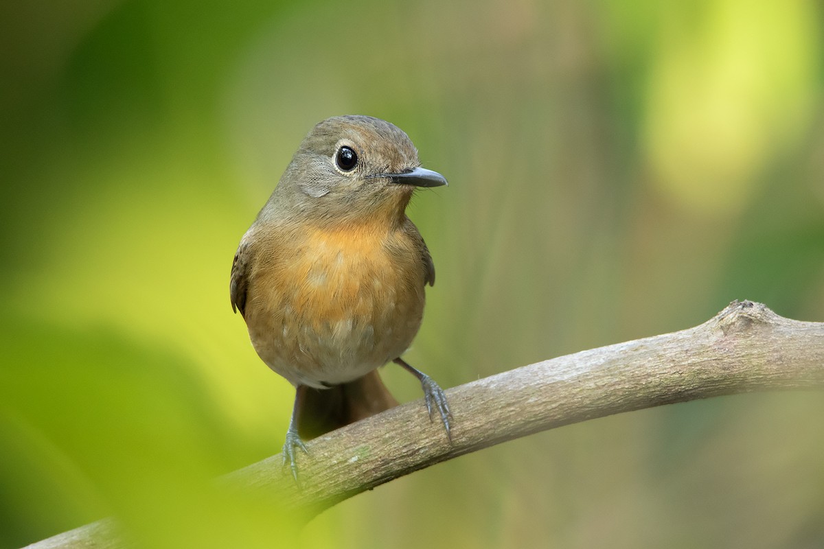 Hainan Blue Flycatcher - Ayuwat Jearwattanakanok