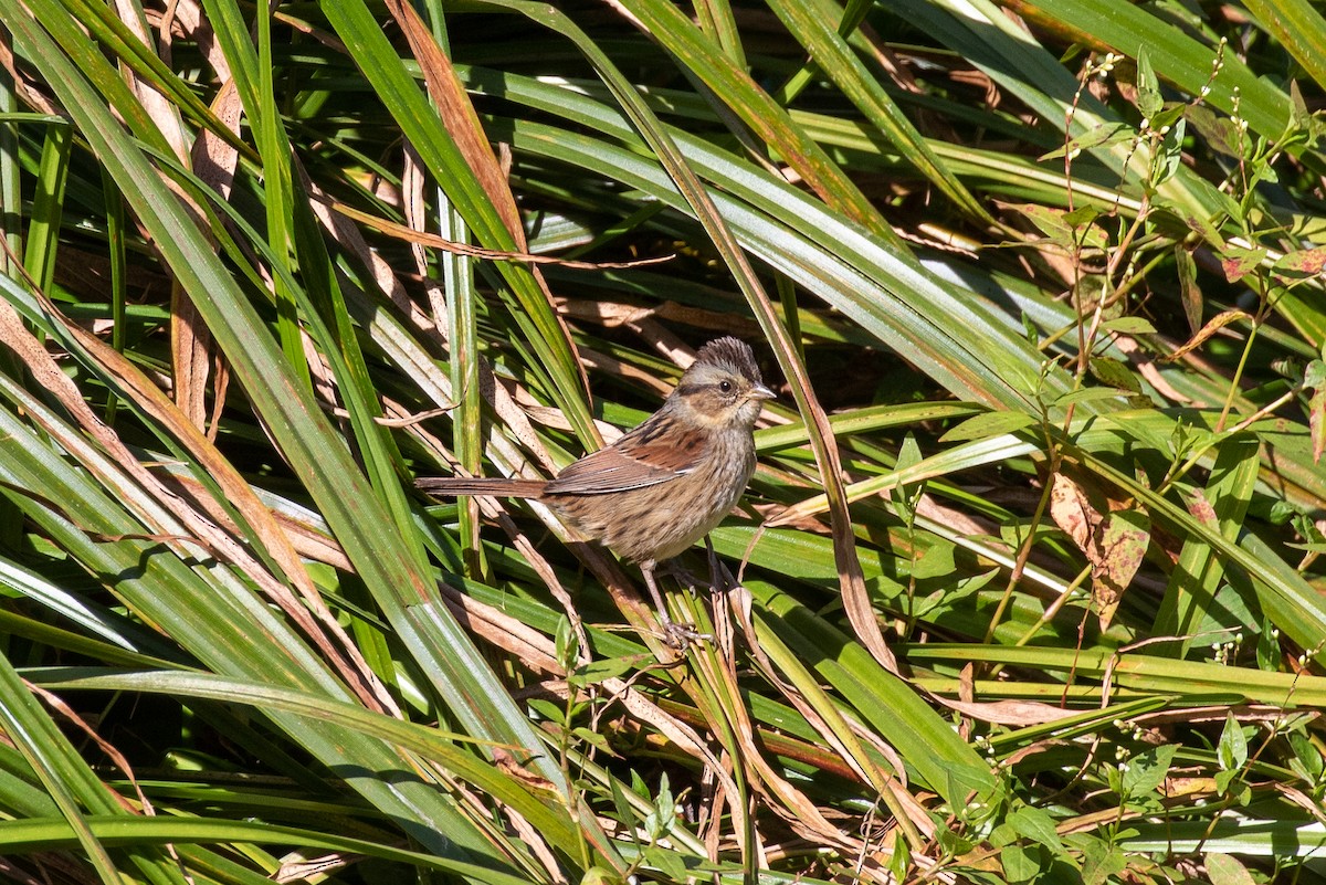 Swamp Sparrow - ML275228711