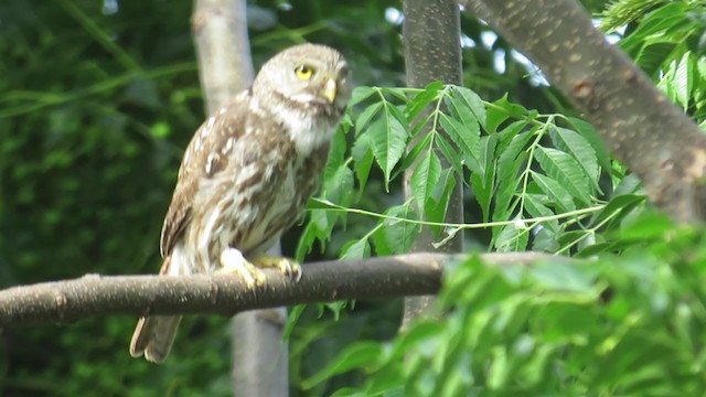 Ferruginous Pygmy-Owl - ML275228971