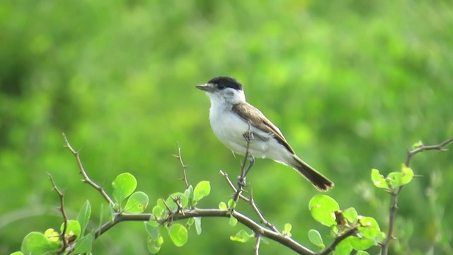 White-naped Xenopsaris - ML275229021