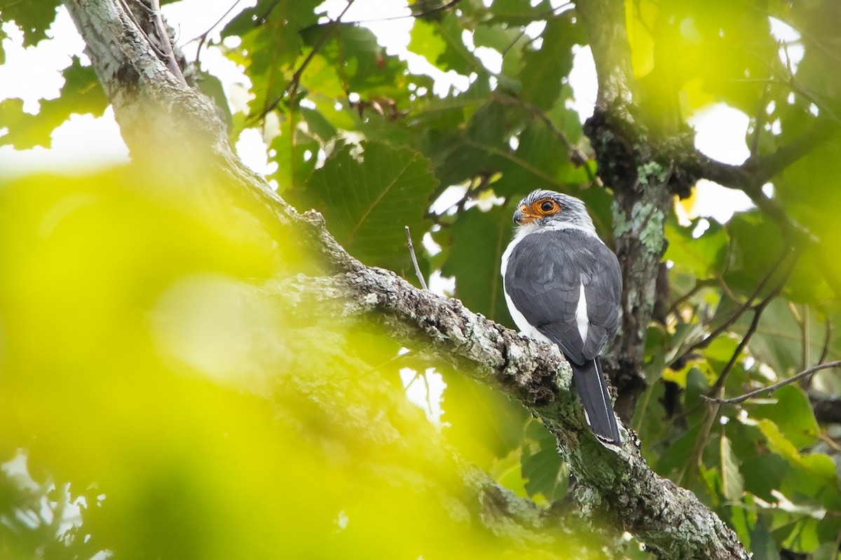 White-rumped Falcon - ML275230501