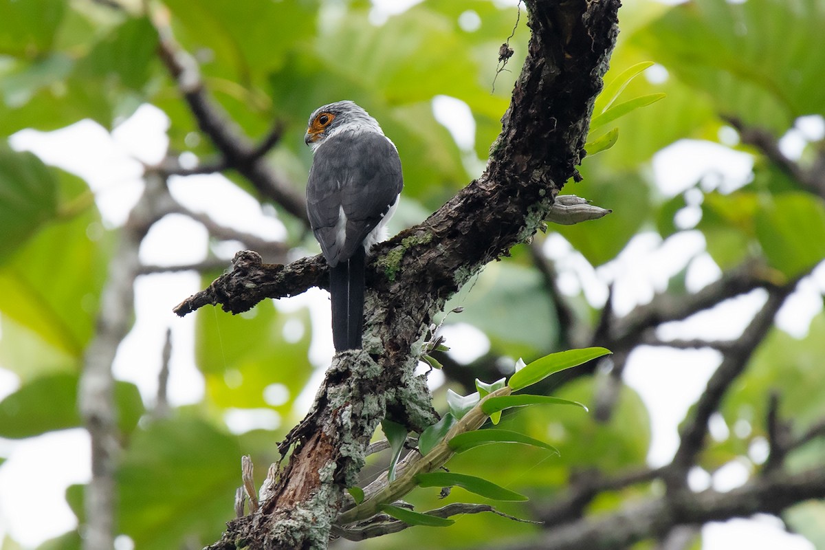 White-rumped Falcon - ML275230521