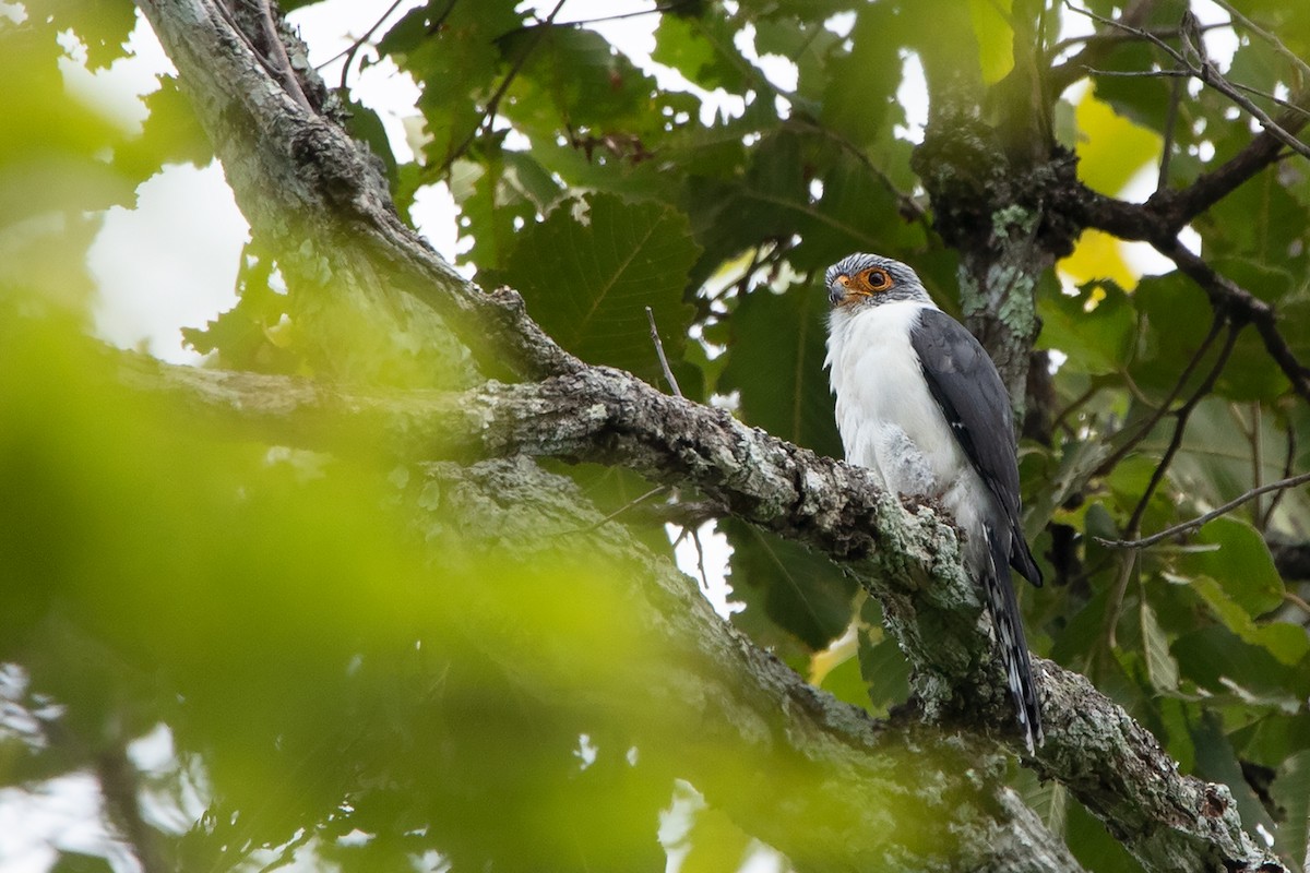 White-rumped Falcon - Ayuwat Jearwattanakanok