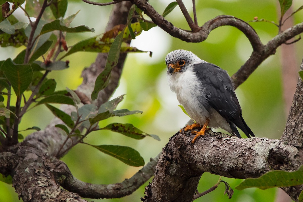 White-rumped Falcon - ML275230541