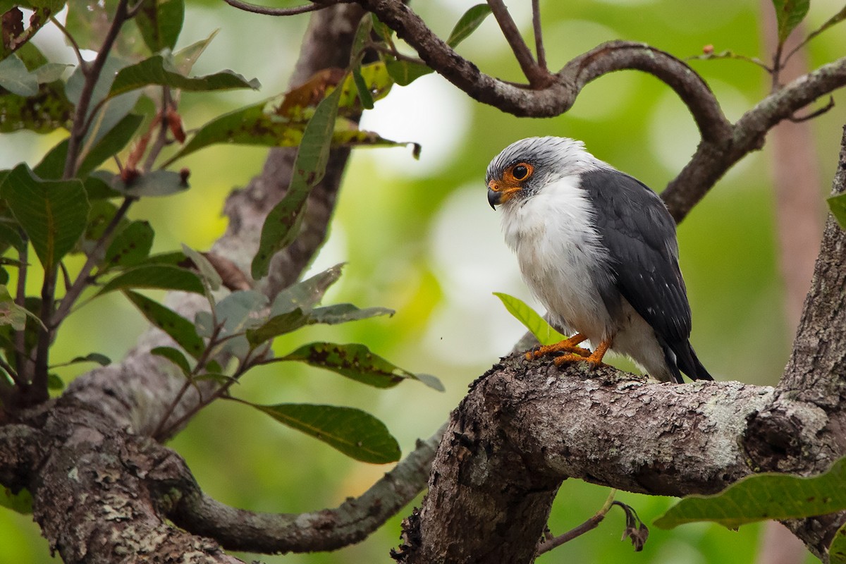 White-rumped Falcon - ML275230551