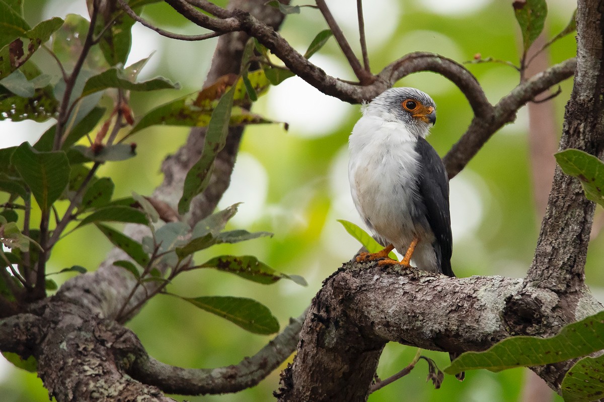 White-rumped Falcon - Ayuwat Jearwattanakanok