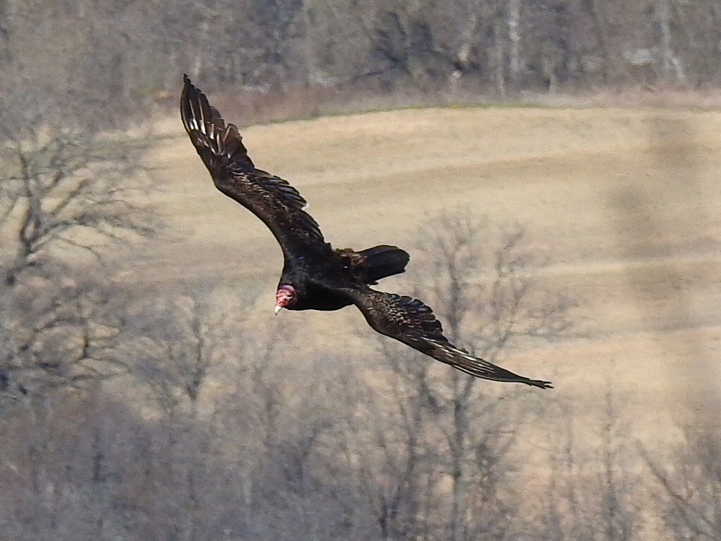 Urubu à tête rouge - ML27523101