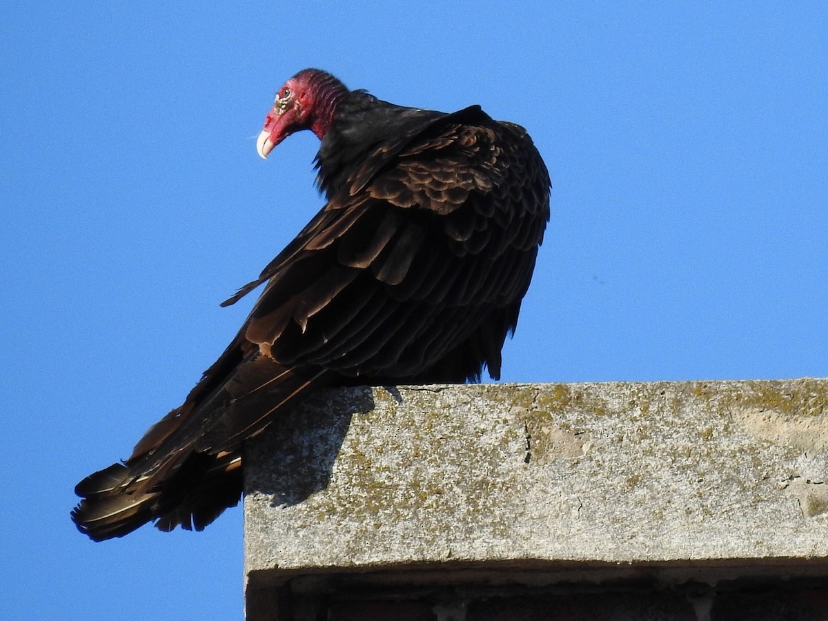 Urubu à tête rouge - ML27523111