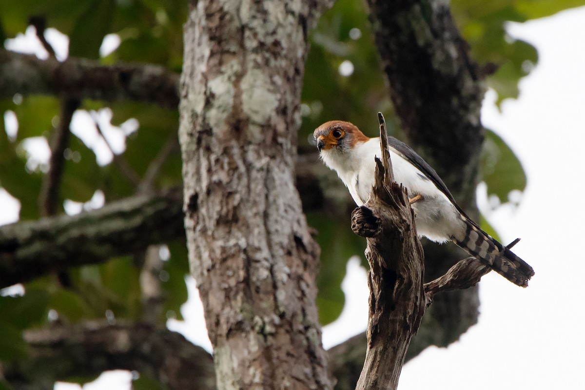 White-rumped Falcon - ML275231701