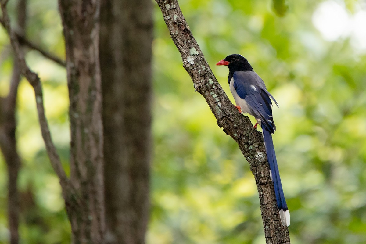 Red-billed Blue-Magpie - Ayuwat Jearwattanakanok