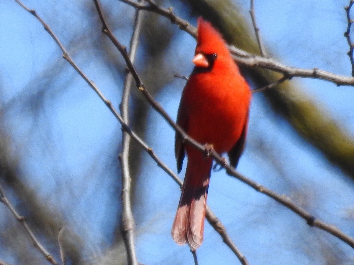 Cardinal rouge - ML27523211