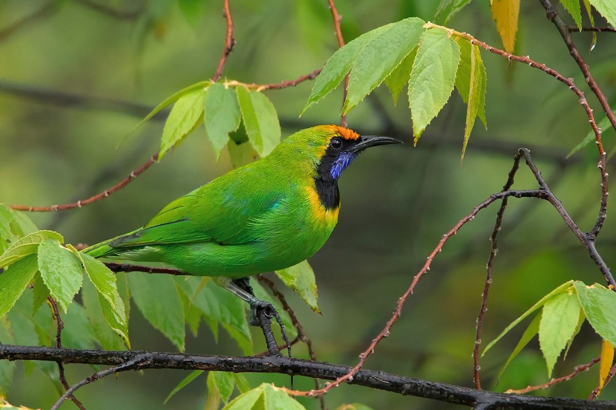 Golden-fronted Leafbird - ML275232431