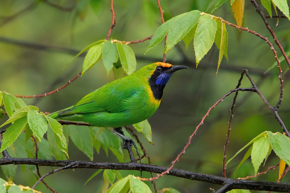 Golden-fronted Leafbird - ML275232441