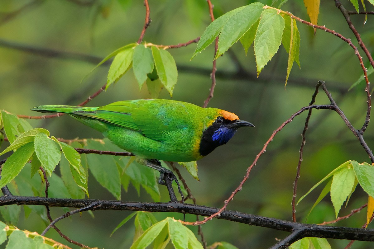 Golden-fronted Leafbird - ML275232451