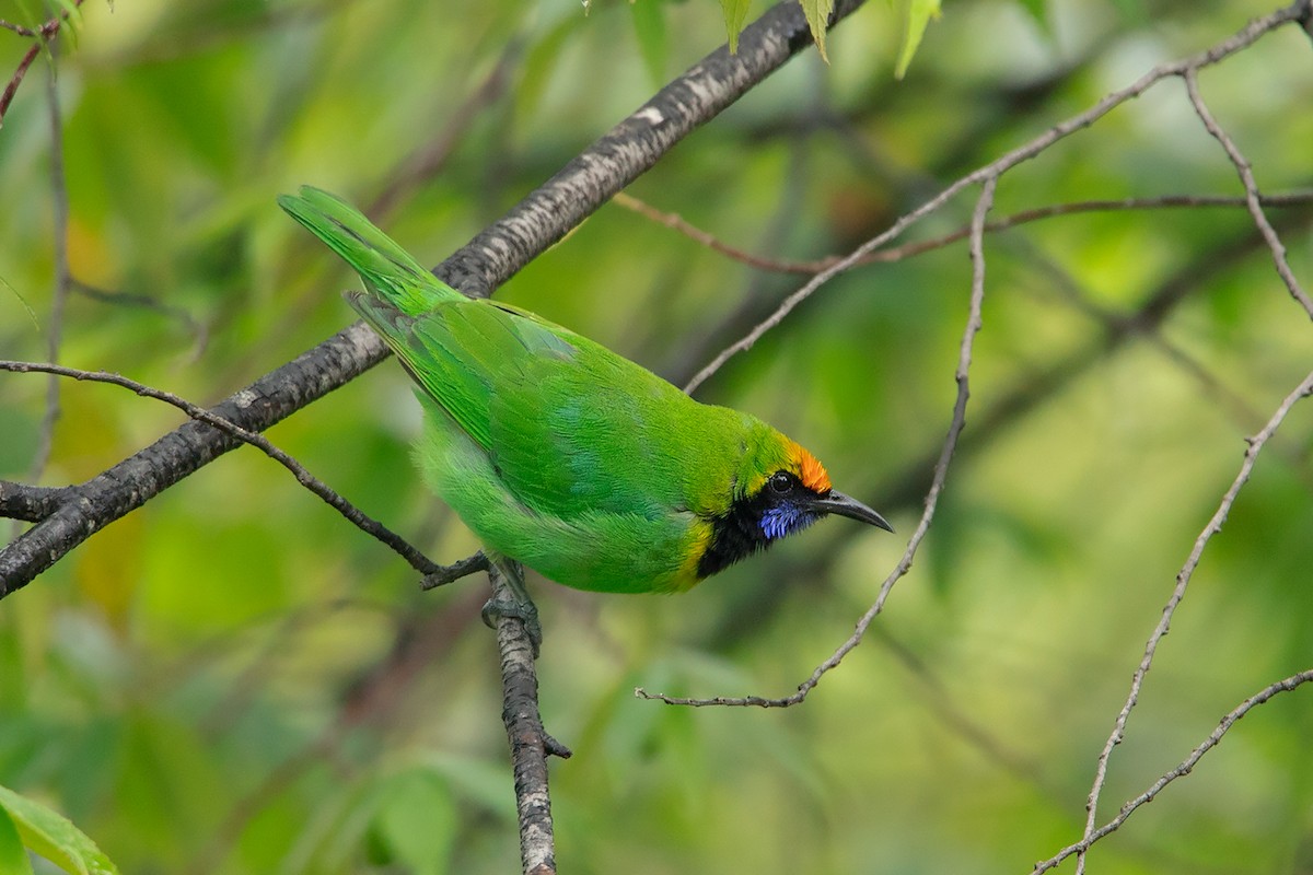 Golden-fronted Leafbird - ML275232471