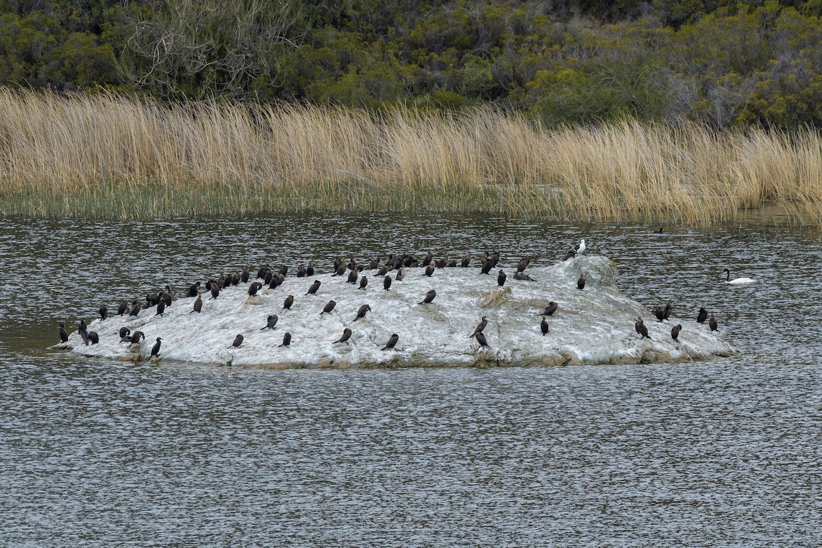 Neotropic Cormorant - ML275233851