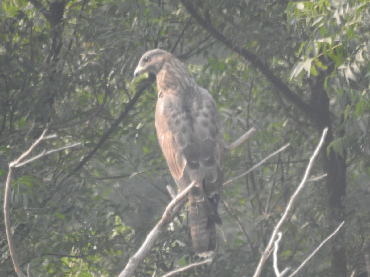 Oriental Honey-buzzard - ML275233911