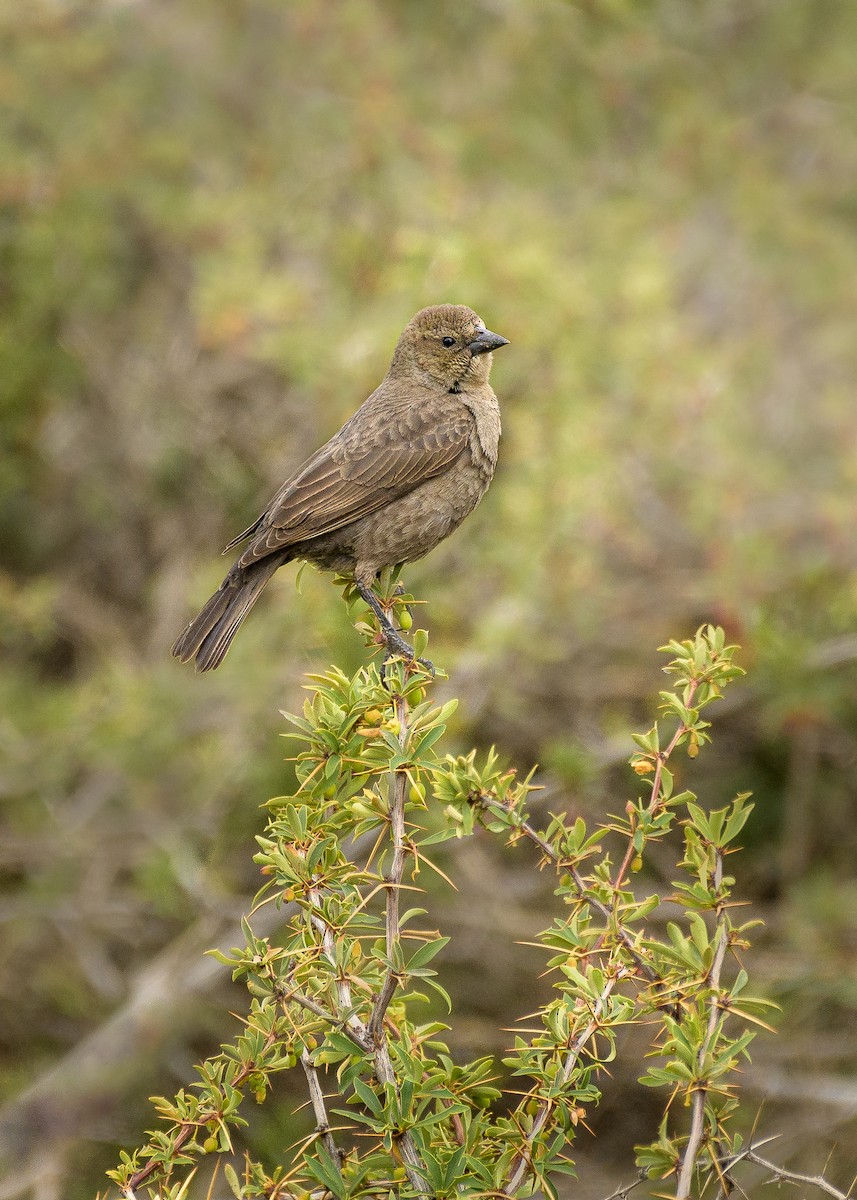 Shiny Cowbird - ML275233971