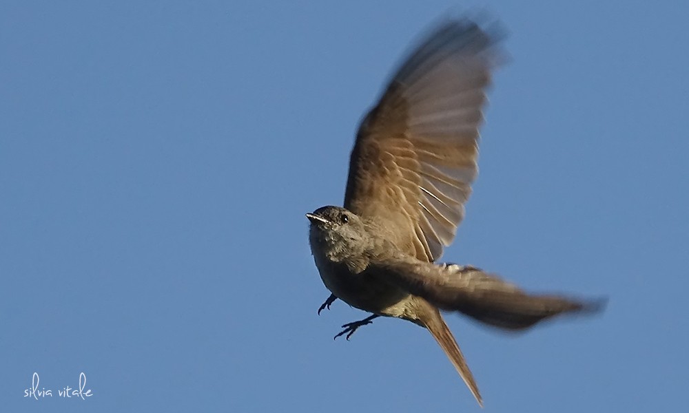 Crowned Slaty Flycatcher - ML275234591