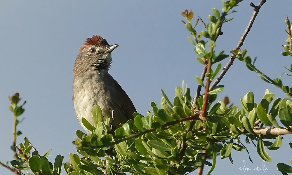 Pale-breasted Spinetail - ML275234751